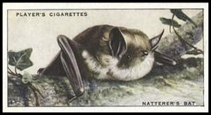 7 Natterer's Bat